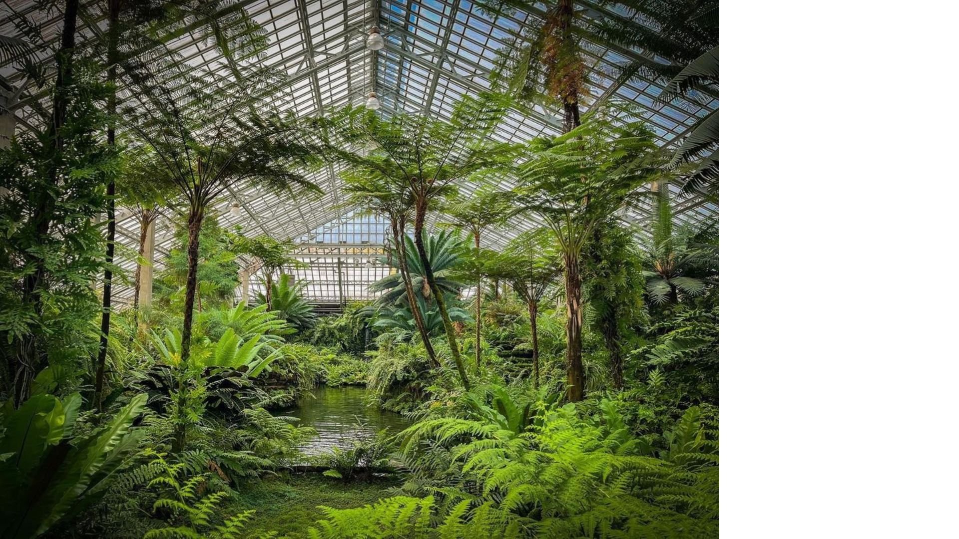 Garfield Park Conservatory. Chicago photoshoot locations